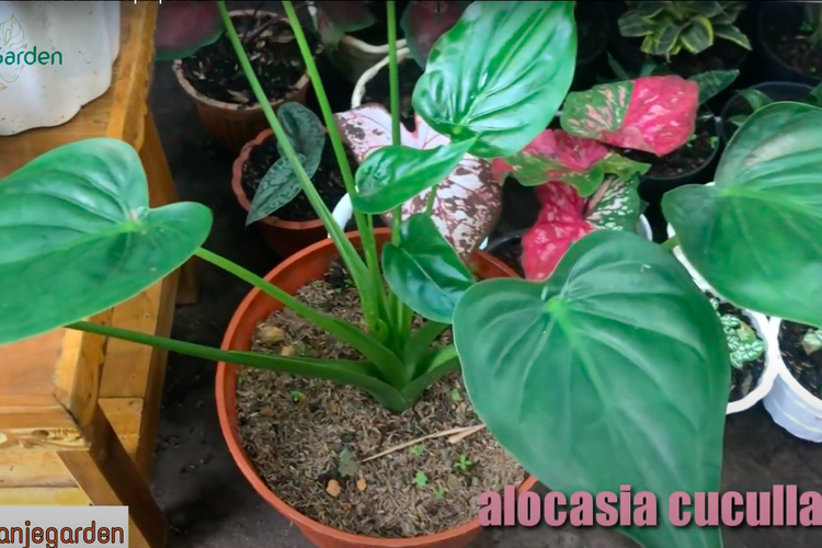 Detail Alocasia Odora Harga Nomer 20