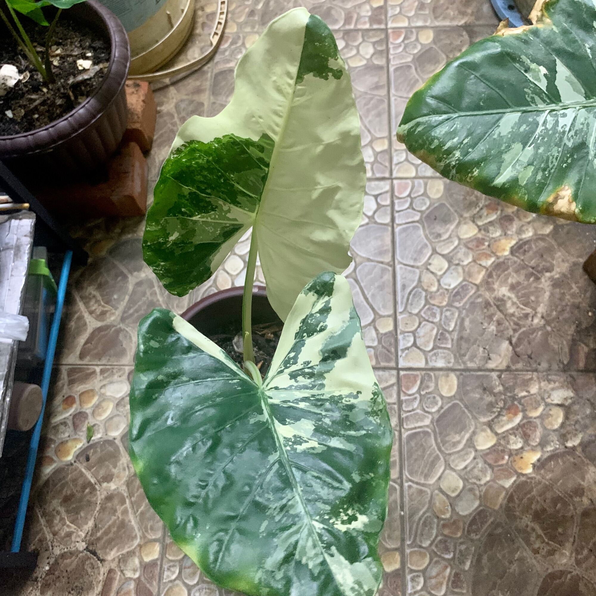 Detail Alocasia Odora Harga Nomer 22