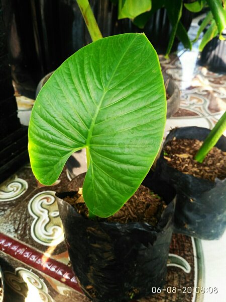 Detail Alocasia Odora Harga Nomer 4