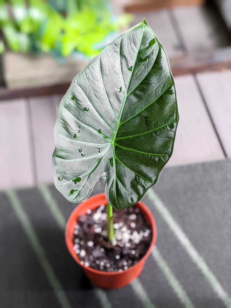 Detail Alocasia Odora Harga Nomer 33