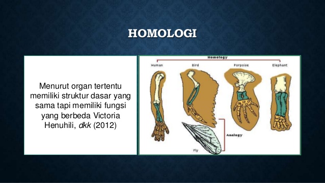 Detail Analogi Dan Homologi Nomer 2