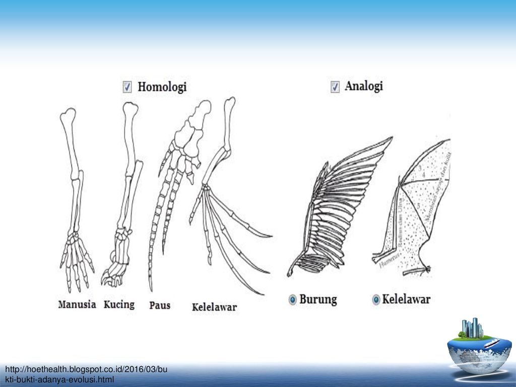 Detail Analogi Dan Homologi Nomer 16