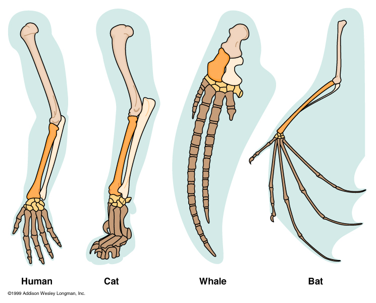 Detail Analogi Dan Homologi Nomer 5