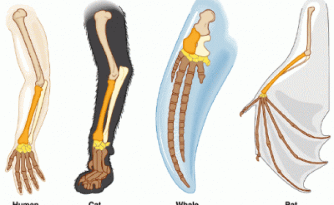 Detail Analogi Dan Homologi Nomer 7