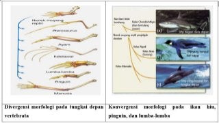 Detail Analogi Dan Homologi Nomer 9