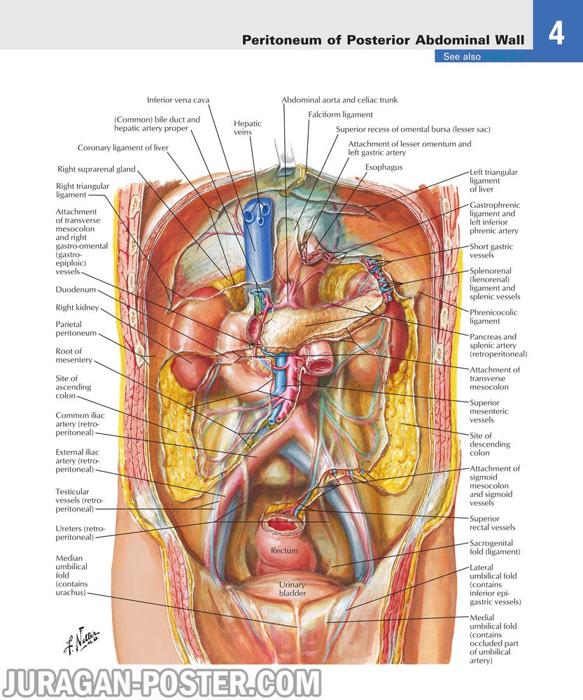 Detail Anatomi Abdomen Manusia Nomer 9