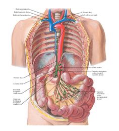 Detail Anatomi Abdomen Manusia Nomer 10