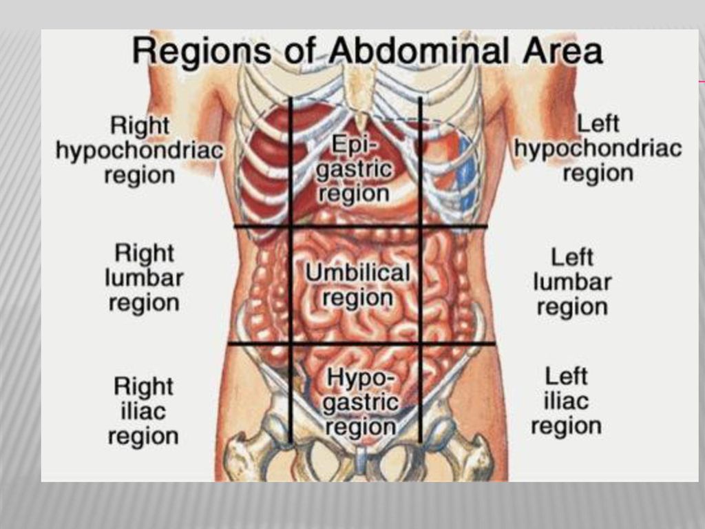 Detail Anatomi Abdomen Manusia Nomer 17
