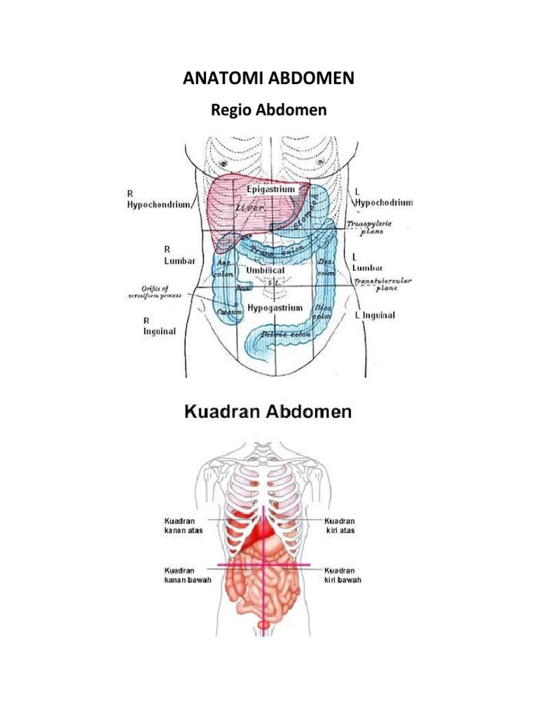 Detail Anatomi Abdomen Manusia Nomer 4