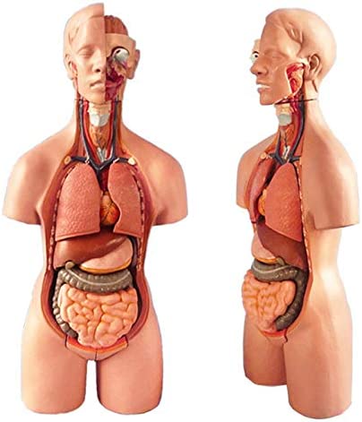Detail Anatomi Abdomen Manusia Nomer 34