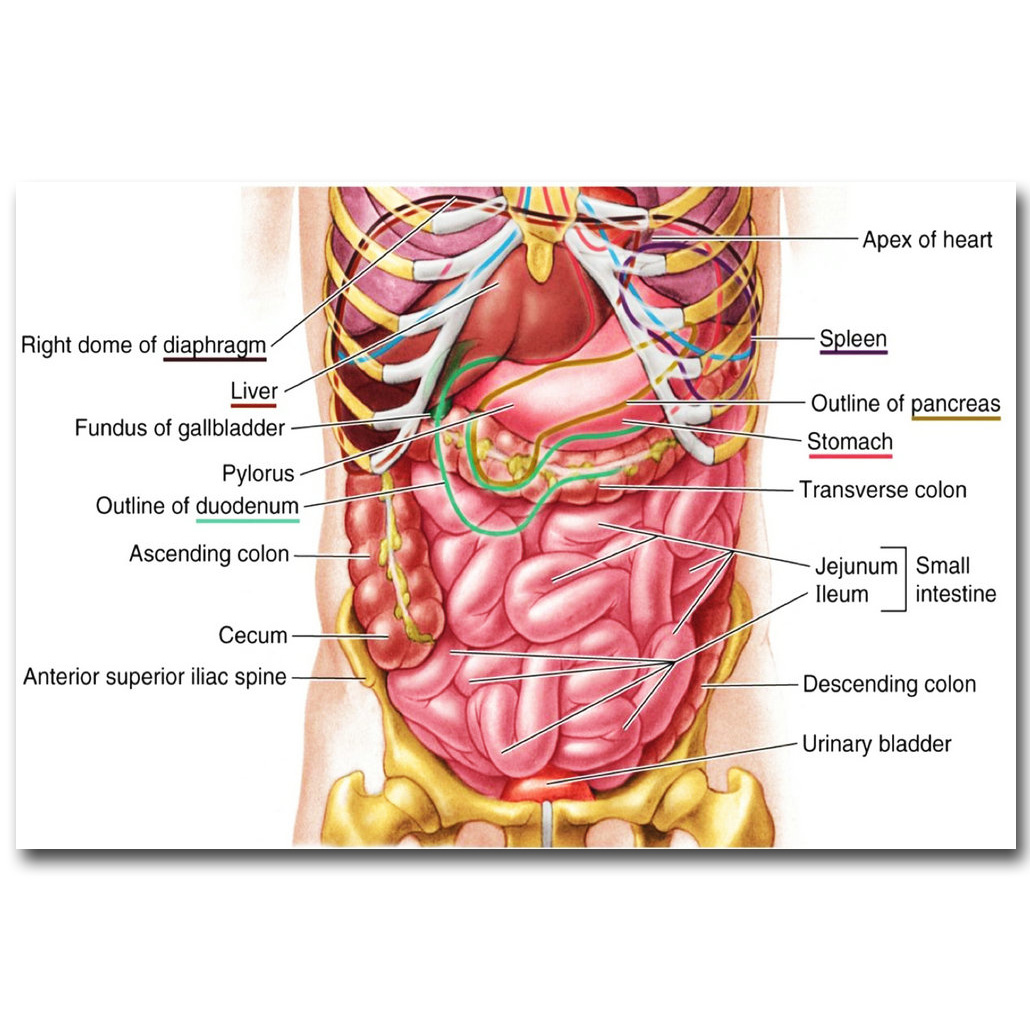 Detail Anatomi Abdomen Manusia Nomer 6