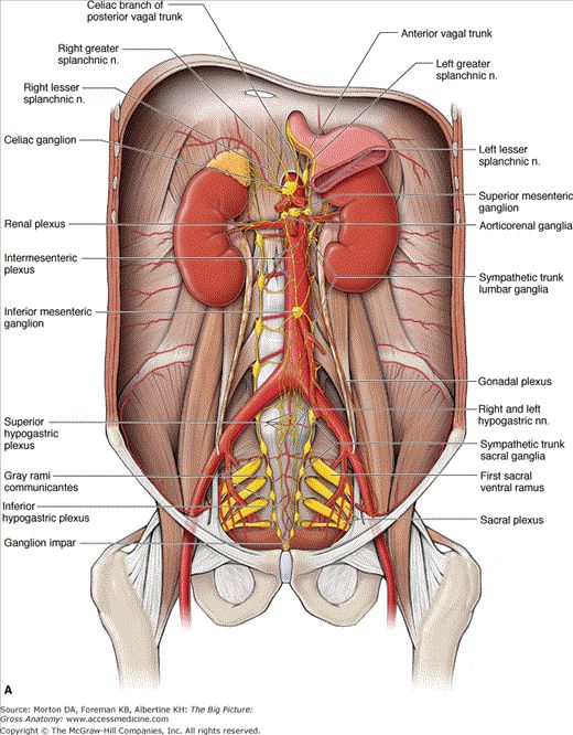 Detail Anatomi Abdomen Manusia Nomer 42