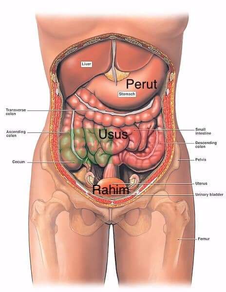 Detail Anatomi Abdomen Manusia Nomer 43