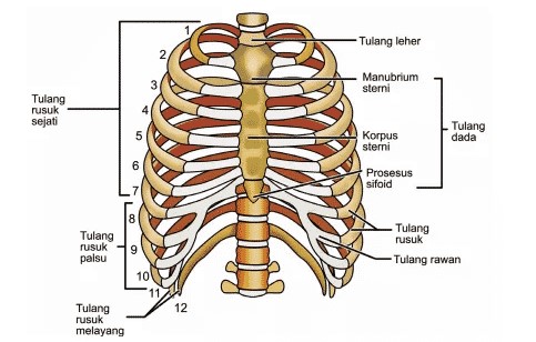 Detail Anatomi Dada Manusia Nomer 10