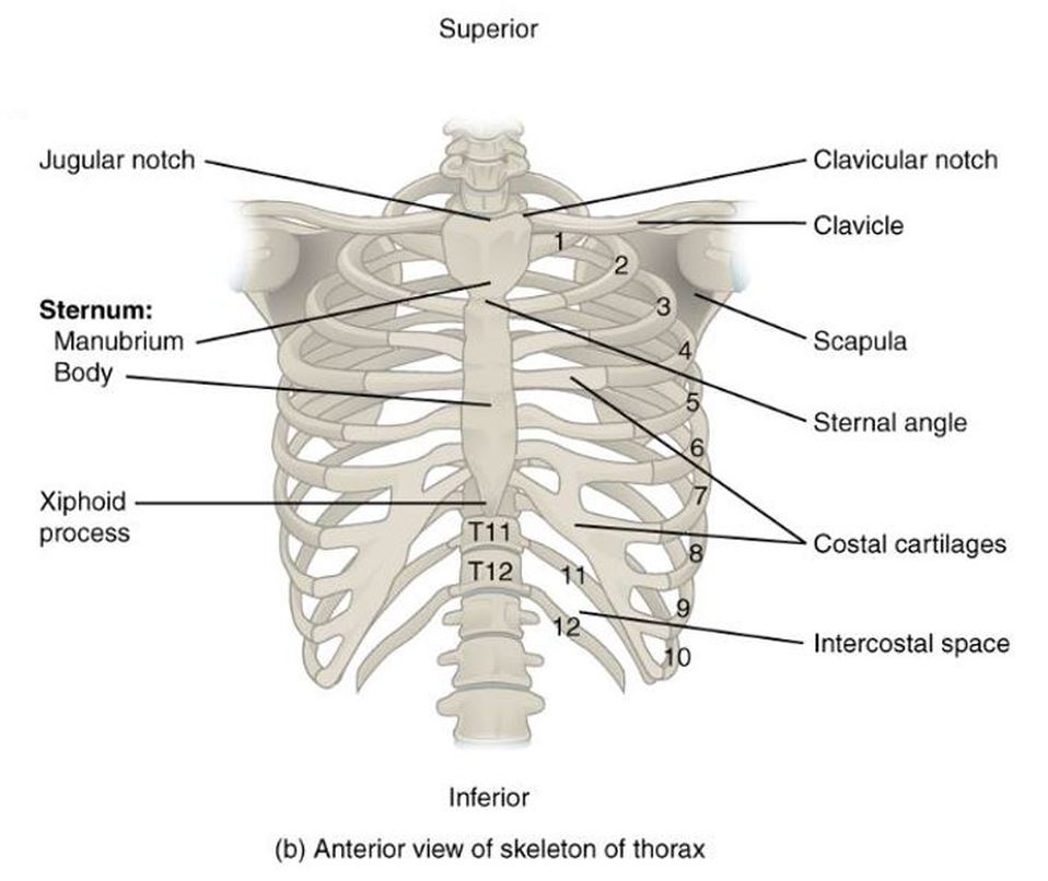 Detail Anatomi Dada Manusia Nomer 4