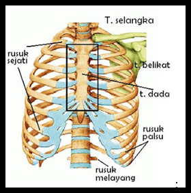 Detail Anatomi Dada Manusia Nomer 33