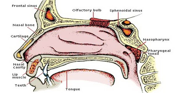 Detail Anatomi Hidung Manusia Nomer 11