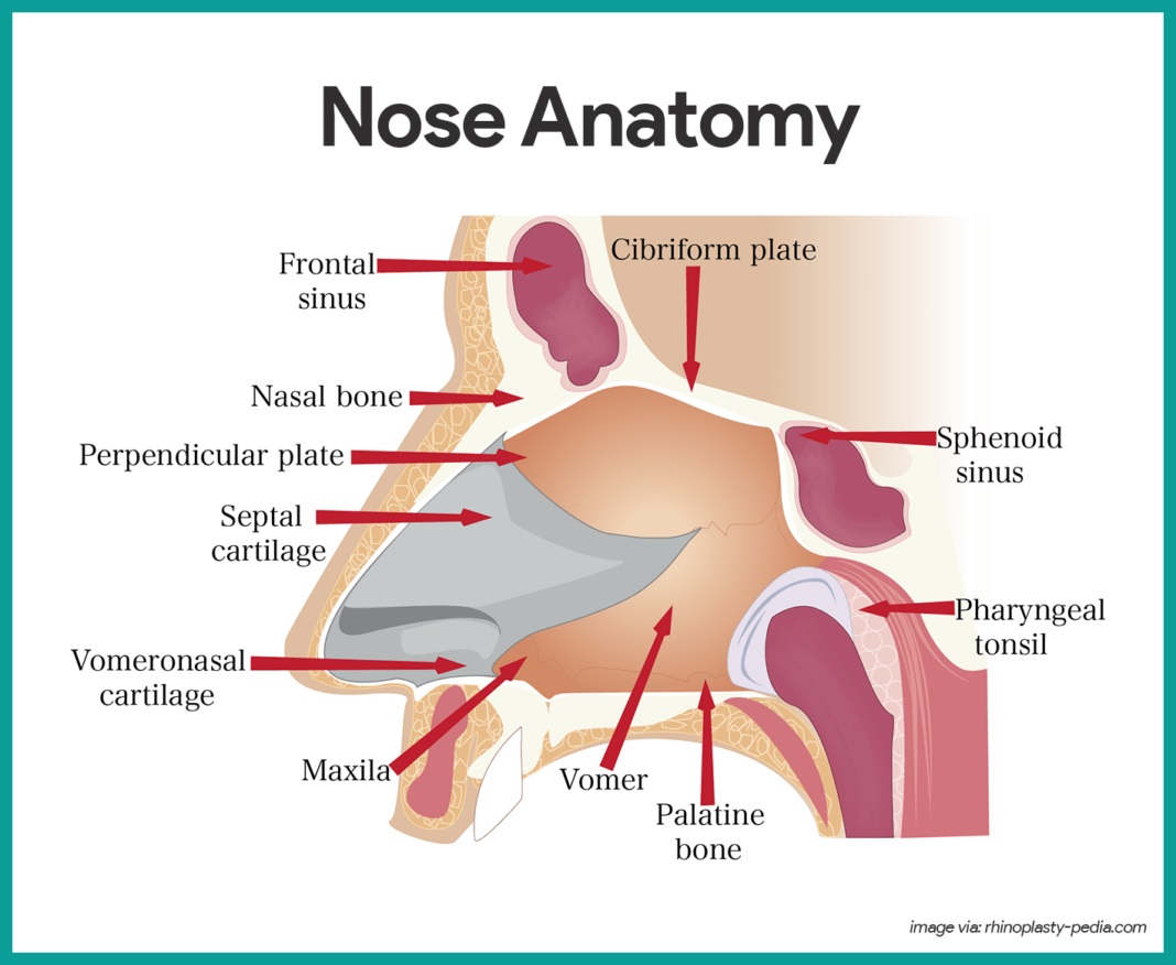 Detail Anatomi Hidung Manusia Nomer 2