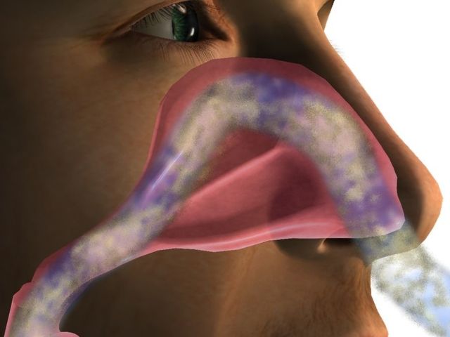 Detail Anatomi Hidung Manusia Nomer 17