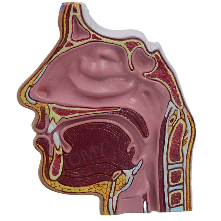 Detail Anatomi Hidung Manusia Nomer 21