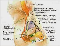 Detail Anatomi Hidung Manusia Nomer 29