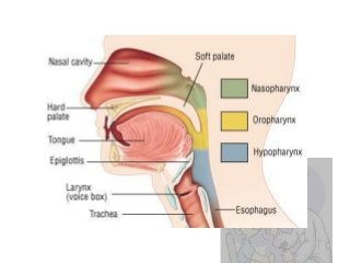 Detail Anatomi Hidung Manusia Nomer 30
