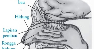 Detail Anatomi Hidung Manusia Nomer 45