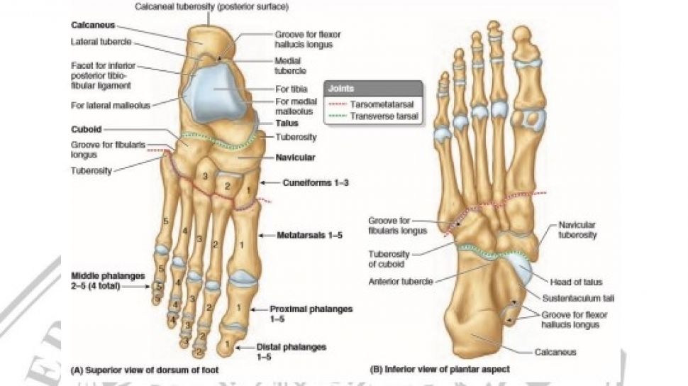 Detail Anatomi Kaki Manusia Nomer 9