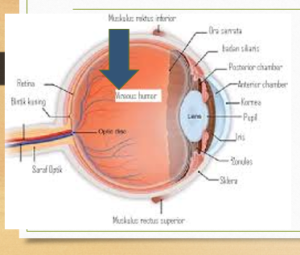 Detail Anatomi Mata Manusia Nomer 9
