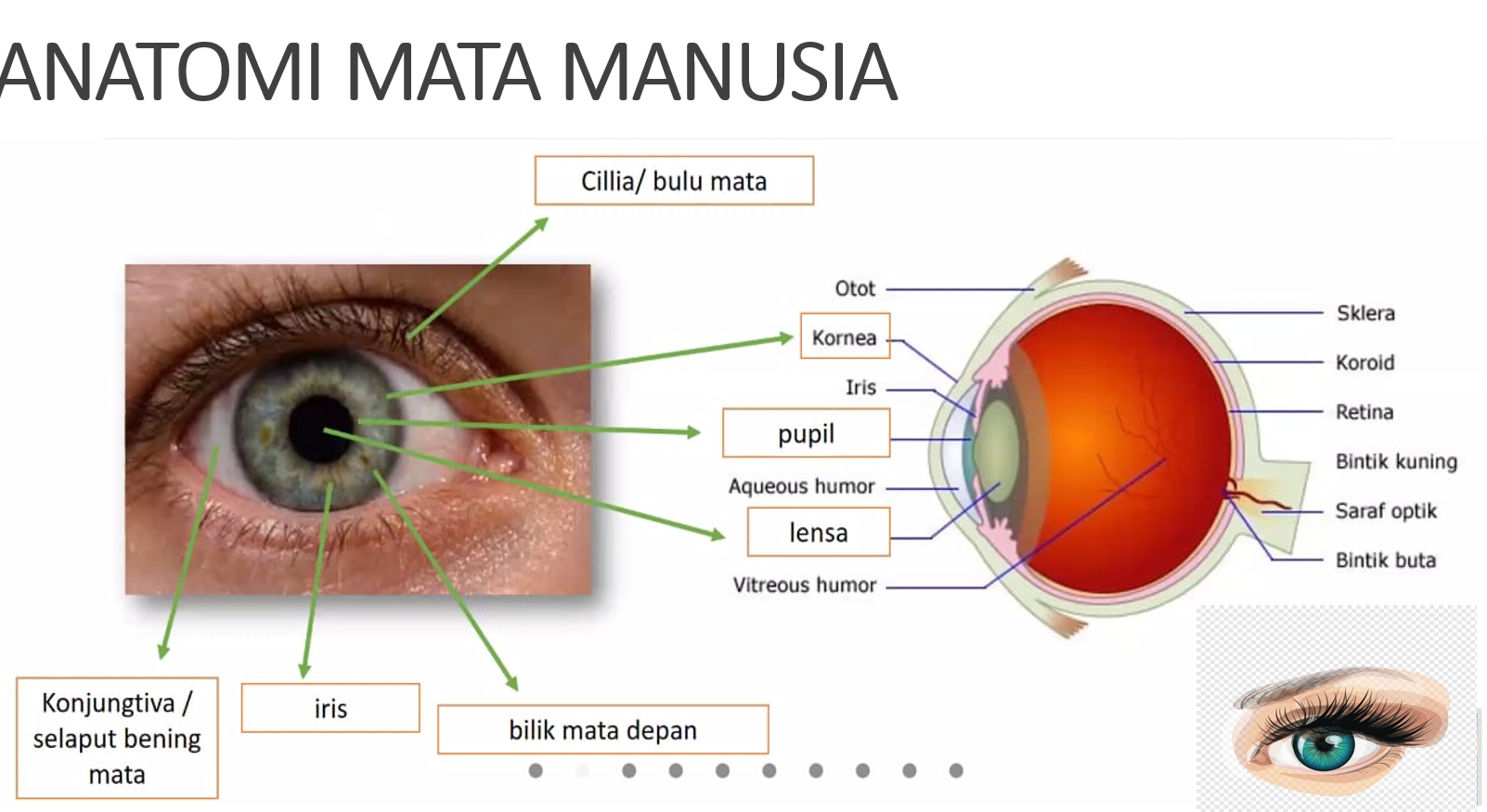 Detail Anatomi Mata Manusia Nomer 13