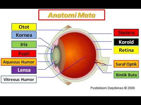 Detail Anatomi Mata Manusia Nomer 16