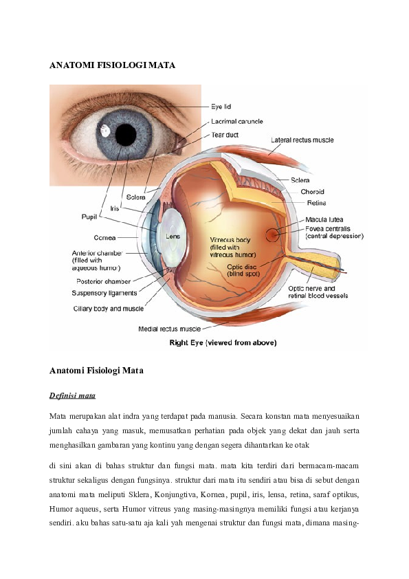 Detail Anatomi Mata Manusia Nomer 32