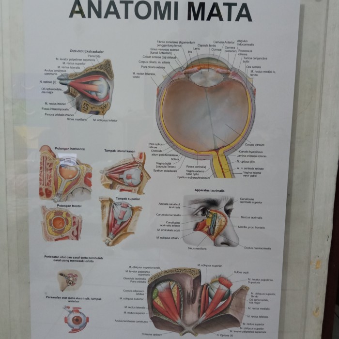 Detail Anatomi Mata Manusia Nomer 34