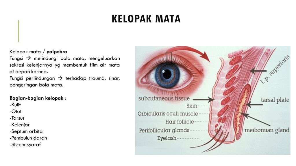 Detail Anatomi Mata Manusia Nomer 38