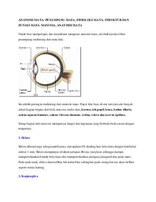 Detail Anatomi Mata Manusia Nomer 46