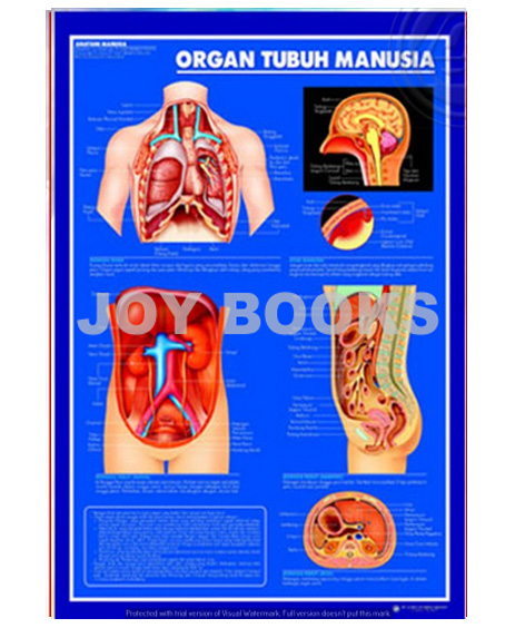 Detail Anatomi Organ Tubuh Manusia Koleksi Nomer 46 1192