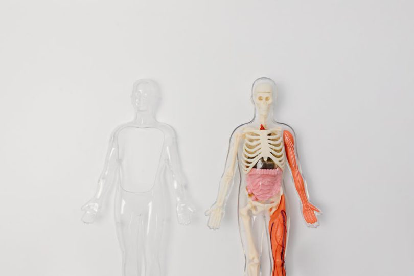 Detail Anatomi Paru Paru Manusia Nomer 26