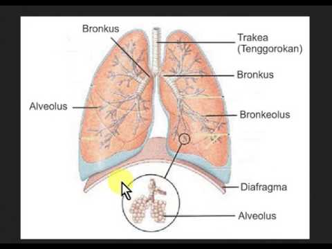 Detail Anatomi Paru Paru Manusia Nomer 36