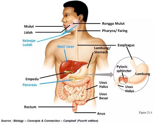 Anatomi Sistem Pencernaan Manusia - KibrisPDR