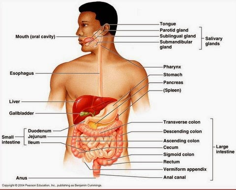 Detail Anatomi Sistem Pencernaan Manusia Nomer 13