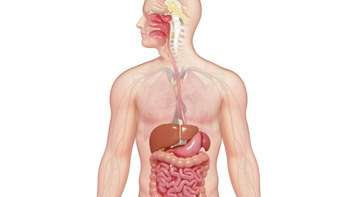 Detail Anatomi Sistem Pencernaan Manusia Nomer 18