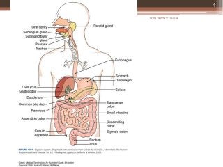 Detail Anatomi Sistem Pencernaan Manusia Nomer 19