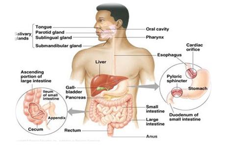 Detail Anatomi Sistem Pencernaan Manusia Nomer 20
