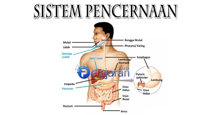 Detail Anatomi Sistem Pencernaan Manusia Nomer 22