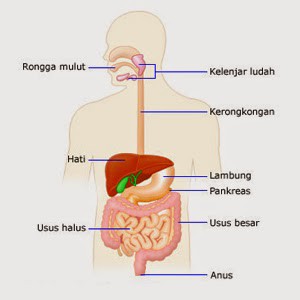 Detail Anatomi Sistem Pencernaan Manusia Nomer 23
