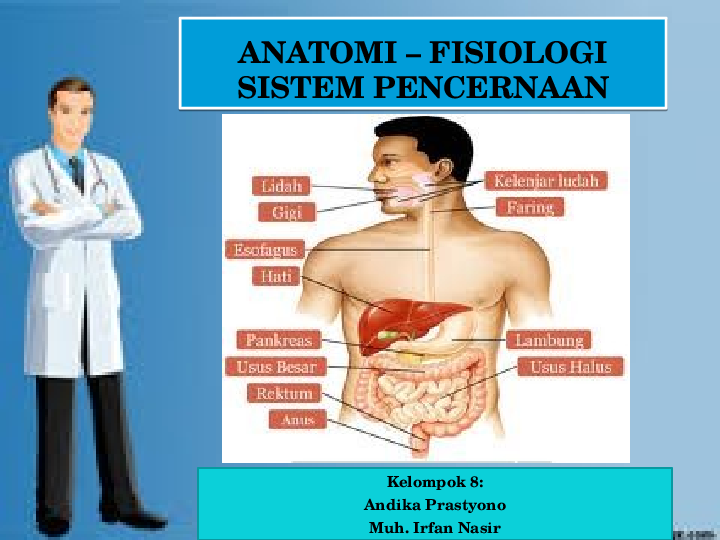 Detail Anatomi Sistem Pencernaan Manusia Nomer 24