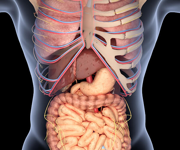 Detail Anatomi Sistem Pencernaan Manusia Nomer 25