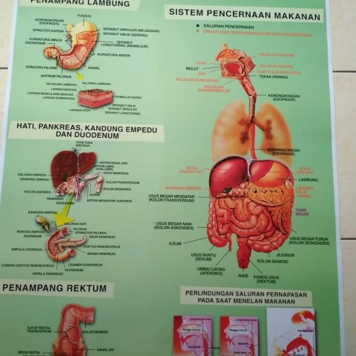 Detail Anatomi Sistem Pencernaan Manusia Nomer 26