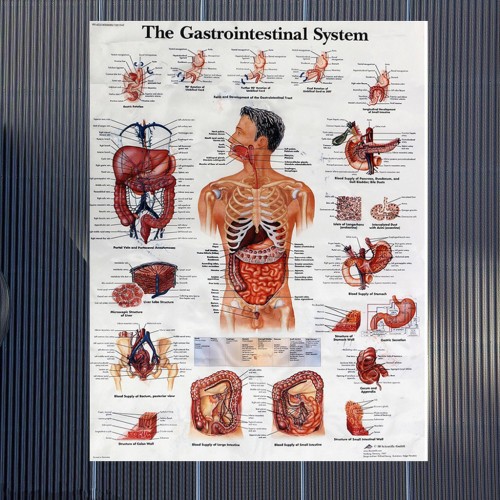 Detail Anatomi Sistem Pencernaan Manusia Nomer 32