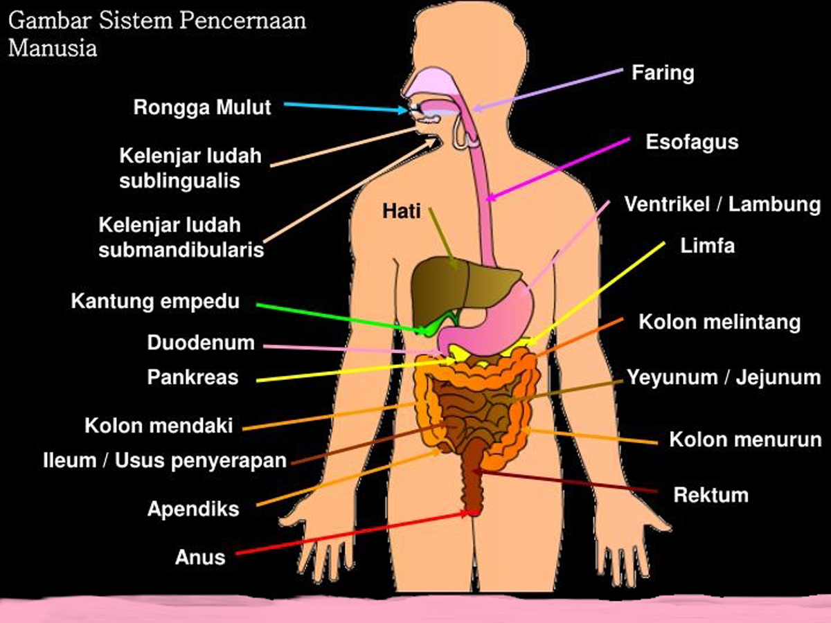 Detail Anatomi Sistem Pencernaan Manusia Nomer 33